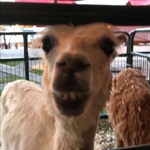 Meet your Posher, Olivia